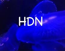 HDN Studio