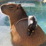 le capybara