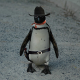 пингвин в шляпе