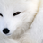 White___Fox