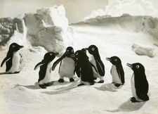 Пингвинята Лулу и Кики